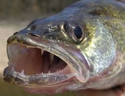 external image images?q=tbn:ANd9GcSFo8RskPj0KrvOaP9EpuI-qfx755nVCWPg6gYlDYeCz7nP7Dbn