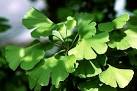 Introduction to the Ginkgoales