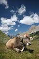 Cattle - Wikipedia, the free encyclopedia