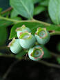 growing blueberries 1jpg