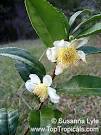 Camellia sinensis, Tea plant - TopTropicals.