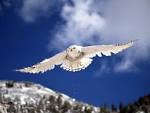 Follow the Piper: SNOWY OWLS