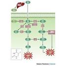 5-<b>Fluorouracil</b>: mechanisms of