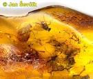 Picture of jantar , amber 
