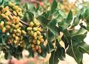 Panicle and Shoot Blight of Pistachio: A Major Threat to the ...