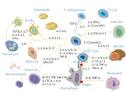 Cytokines | U-CyTech biosciences