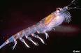 Krill, Euphausia superba at MarineBio.