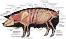 sow pig anatomy drawing sketch image illustration