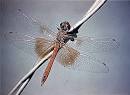 Odonata: Dragonflies and Damselflies