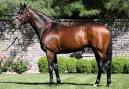 Coolmore :: Stallions :: Henrythenavigator