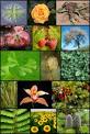  Plant - Wikipedia, the free encyclopedia