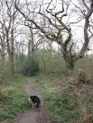 Showing Signs of Old Age on Bookham Common - via Daymix