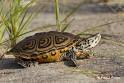 DEP: Diamondback Terrapin Fact Sheet