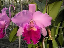 Rsc. Pamela Finney \u0026#39;Calf\u0026#39; - Orchid Board - Most Complete Orchid ... - 39255d1259538530-rsc-pamela-finney-calf-w9-023