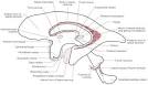 Endogenous Light Nexus Theory of Consciousness