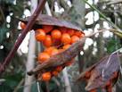 Also named Stinking Iris, Roast Beef Plant, Gladdon. - via Daymix