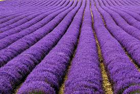 Image result for purple things