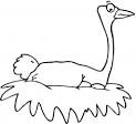 Ostrich coloring page