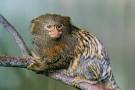 List O' Top Ten Exotic Animals Kept As Pets | LOP – Lists o Plenty