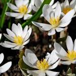 File:Bloodroot (<b>Sanguinaria</b>