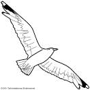 Seagull coloring page