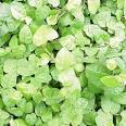 Ficus pumila - Creeping Fig