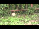 Great UFO Sightings: In One Over 40 Ships Seen and Recorded Over a ...