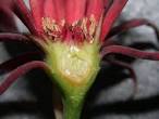 <b>Calycanthaceae</b> Calycanthus