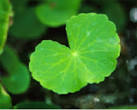 Gotu Kola Extract - China Gotu Kola Extract,Centella Asiatica P.E. ...