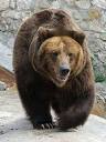 Brown Bear: The Animal Files