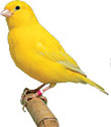 American Singer Canaries