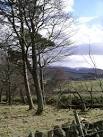near to Peebles, Scottish Borders, Great Britain. Pine trees, Hamilton Hill - via Daymix