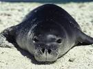 Seal Picture 2