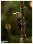 Trip Report in Sabah @Malaysia - Trip Reports 觀鳥報告- HKBWS ...