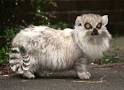 Find Exotic Pets Online
