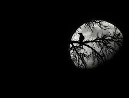 images?q=tbn:ANd9GcSHiebvwe9OWa-ir0BsIScS6KrVSOx127zyswse5yHeLrA_Rah9