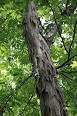 Duke Forest - Wikipedia, the free encyclopedia