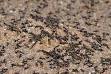 Eusociality - Wikipedia, the free encyclopedia