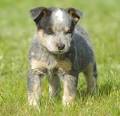 Blue Heeler