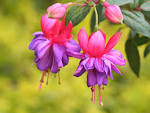 Fuchsia Magellanica - Flowers Photo (724724) - Fanpop fanclubs