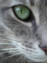 Royalty Free Stock Photos  Green Cat Eye Macro Close Up