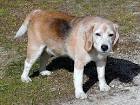 Dogs beagles public domain - via Daymix