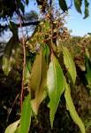 <b>Catha</b> edulis