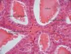Anatomy/physiology / Flashcards - Create Free Flashcards