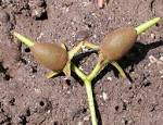 <b>Rhizophoraceae</b> Rhizophora