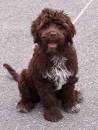 Best Pet Reviews » Portuguese Water Dog | Portuguese Water Dog ...