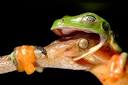 Best Wild Animal PHOTOS of 2008 - Boing Boing