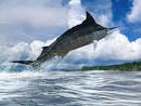MARLINS and Swordfish: What's the Difference?