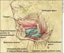 <b>Ludwig's Angina</b> in Children - July 1, 1999 - American Family Physician