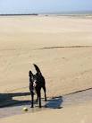 Hot dog cooling its feet. View across the vast beach below Beeston Hill. - via Daymix
